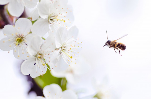 ビーポーレン（蜂花粉）とは？エビデンスをもとに効果や副作用を解説