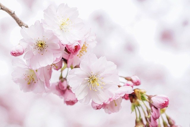桜の花抽出物